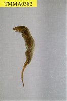 臭鼩藏品圖，第5張